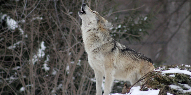 Wolf howling in winter