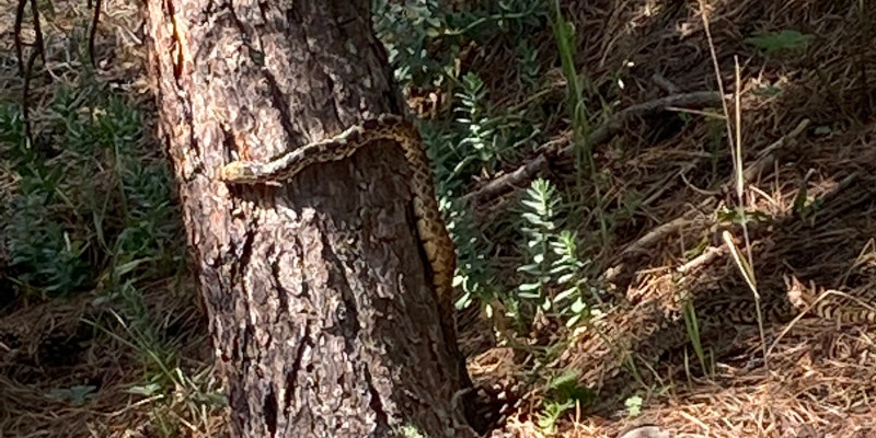 Rattlesnake in tree