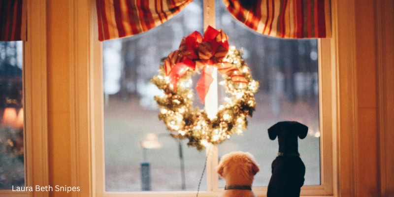 Two dogs sit side by side on a windowsill, gazing out a large window adorned with a lit Christmas wreath and red bow. Red striped curtains frame the cozy winter scene, with a wooded landscape visible outside.