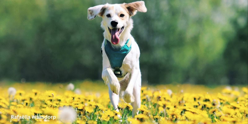 Dog running joyfully through a field of yellow flowers, symbolizing freedom, presence, and well‑being.
